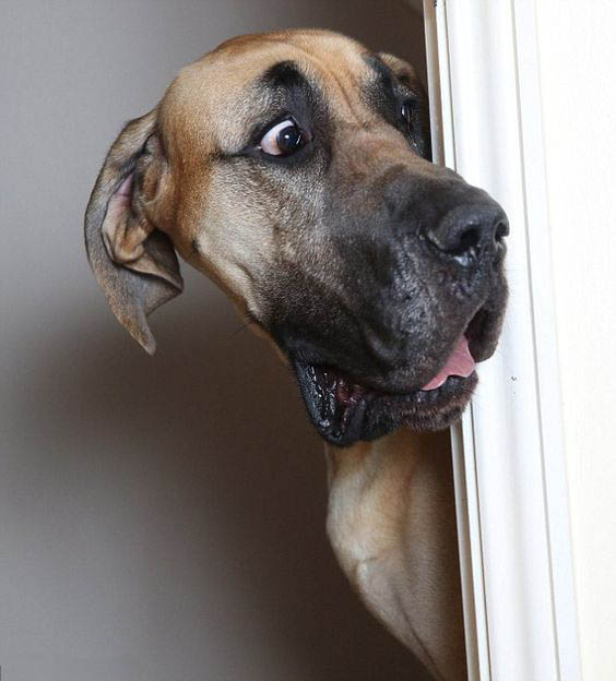 dog28